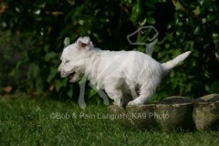 Terrier - West Highland White