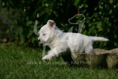 Terrier - West Highland White