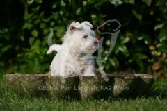 Terrier - West Highland White