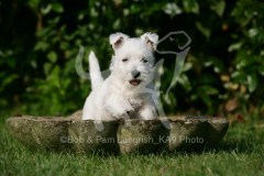 Terrier - West Highland White