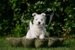 Terrier - West Highland White