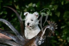 Terrier - West Highland White