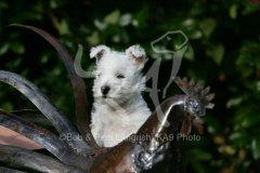 Terrier - West Highland White