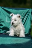 Terrier - West Highland White