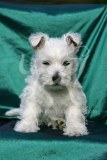 Terrier - West Highland White