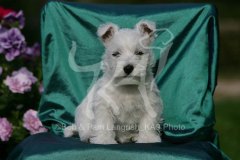 Terrier - West Highland White