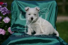 Terrier - West Highland White