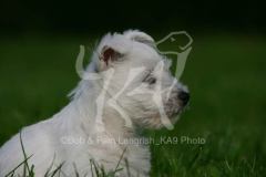 Terrier - West Highland White