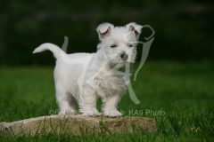 Terrier - West Highland White