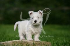 Terrier - West Highland White