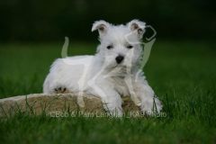 Terrier - West Highland White