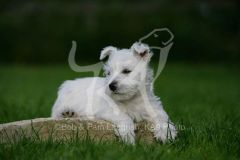 Terrier - West Highland White