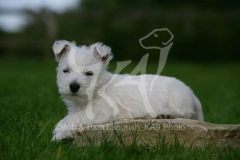 Terrier - West Highland White