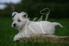 Terrier - West Highland White