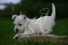 Terrier - West Highland White