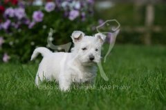 Terrier - West Highland White