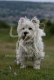 Terrier - West Highland White