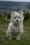 Terrier - West Highland White