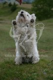 Terrier - West Highland White