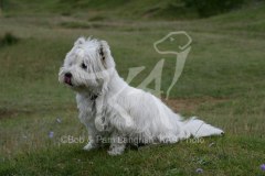 Terrier - West Highland White