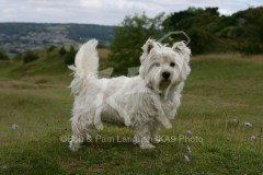 Terrier - West Highland White