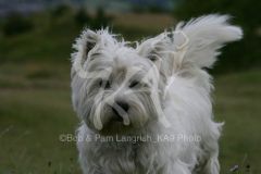 Terrier - West Highland White