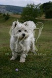 Terrier - West Highland White