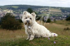 Terrier - West Highland White