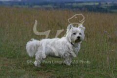 Terrier - West Highland White