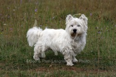 Terrier - West Highland White