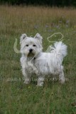 Terrier - West Highland White