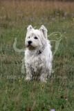 Terrier - West Highland White