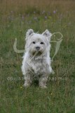 Terrier - West Highland White