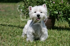 Terrier - West Highland White