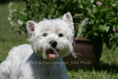 Terrier - West Highland White