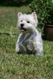 Terrier - West Highland White