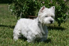 Terrier - West Highland White