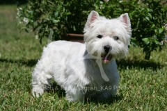 Terrier - West Highland White