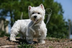 Terrier - West Highland White