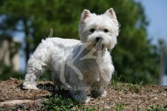 Terrier - West Highland White