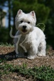 Terrier - West Highland White