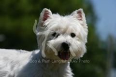 Terrier - West Highland White