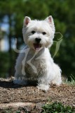 Terrier - West Highland White