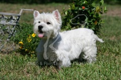 Terrier - West Highland White