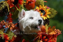 Terrier - West Highland White