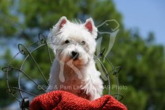 Terrier - West Highland White