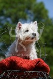 Terrier - West Highland White