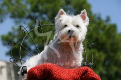 Terrier - West Highland White