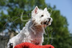 Terrier - West Highland White