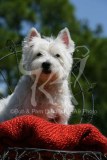 Terrier - West Highland White